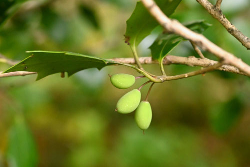 柊,ひいらぎ,果実,種子,ヒイラギ