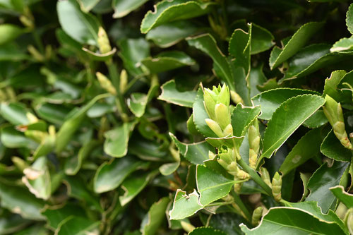 まさき,植物,マサキ