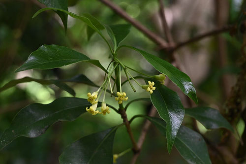 koyasunoki tree