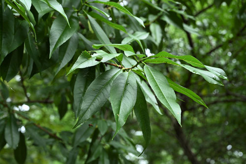 モモの葉,植物,桃の木