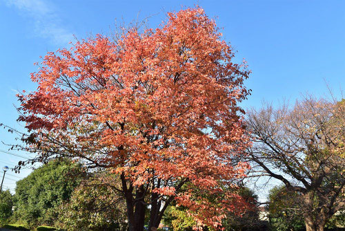 ウワミズザクラの紅葉,画像