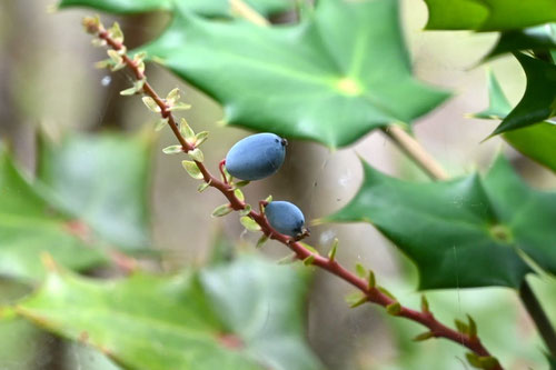 しなひいらぎなんてん,植木