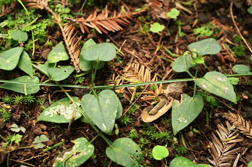 アカネ,植物,あかね,Madder grass in Japan
