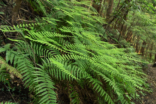 うらじろ,シダ植物,ウラジロ,裏白