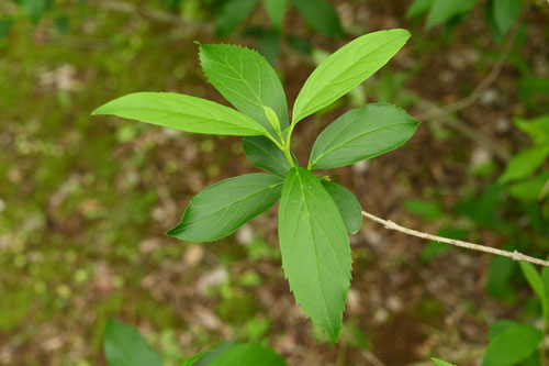 レンギョウの花,葉,Forsythia,leaves
