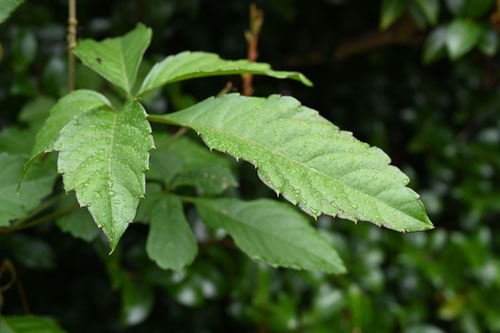 びんぼうかずら,植物