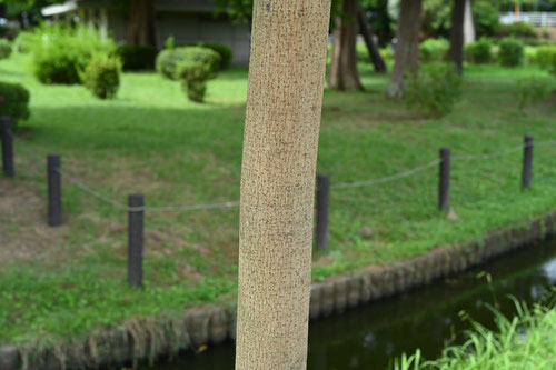 はぜのき,樹皮,ハゼノキ,櫨