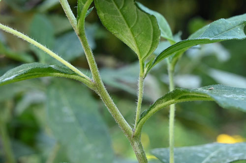 菊芋の茎,キクイモ