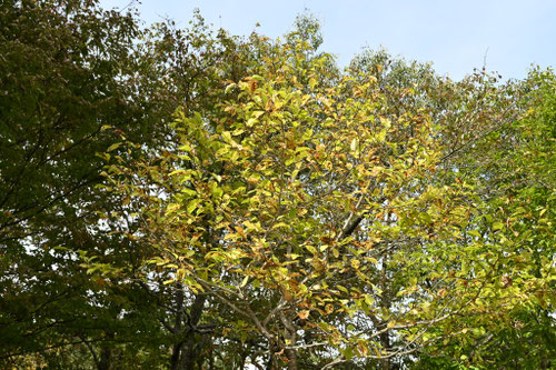 キタコブシの木の黄葉は