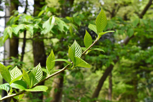 leaf of cancer tree