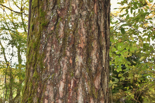 Japanese larch