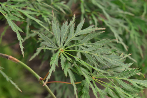 Acer amoenum var. matsumurae 'Kire-nishiki'