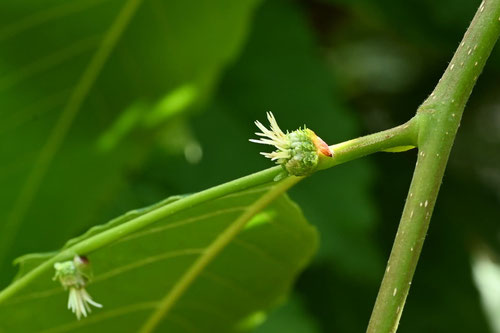 クリの木の花,雌雄,めばな