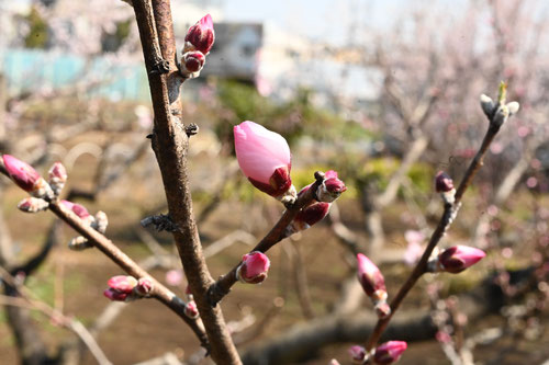 almond flower