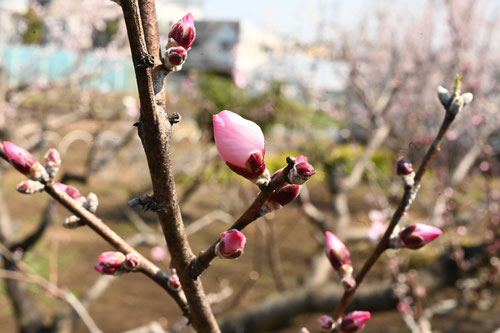 アーモンドの木の花,almond flower