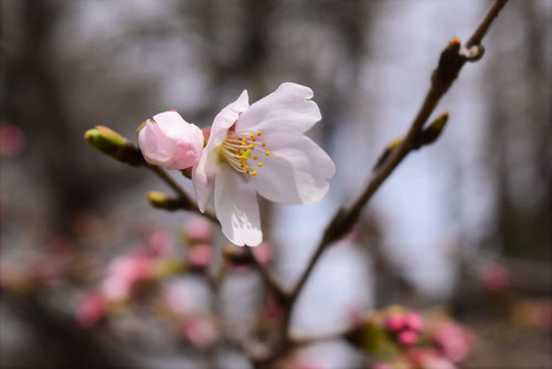 そめいよしの,花