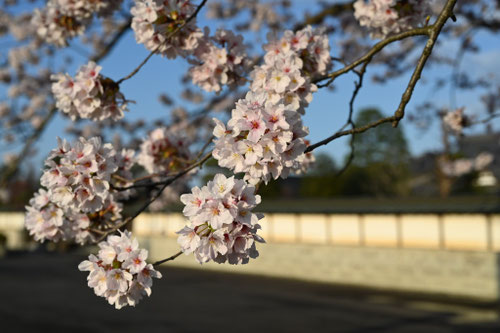 ソメイヨシノ,そめいよしの,染井吉野,花