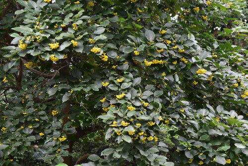 yellow fruits tree