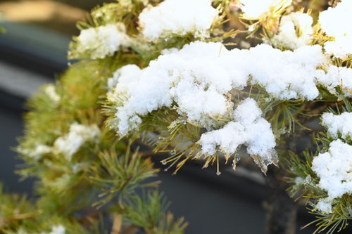 五葉松の木に雪,ゴヨウマツ