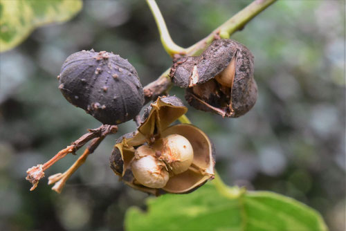 ナンキンハゼ,種,白い,なんきんはぜ