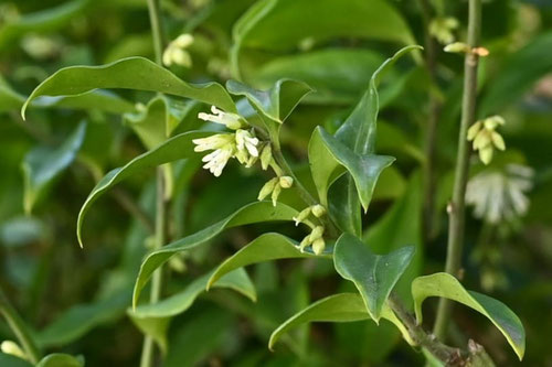 ２月に咲く白い花の木