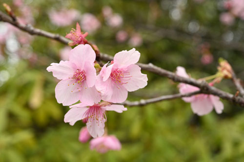 河津桜の木
