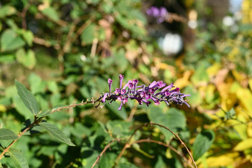 唐ふじうつぎ,植物