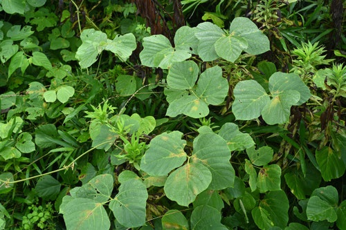 クズ,植物,葛,くず
