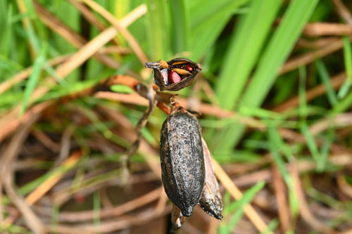 Rabbit-ear Iris,Shallow-flowered Iris,seeds
