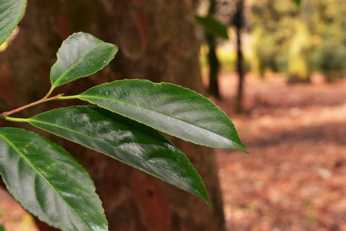 ビランジュ,バクチノキ,葉っぱ
