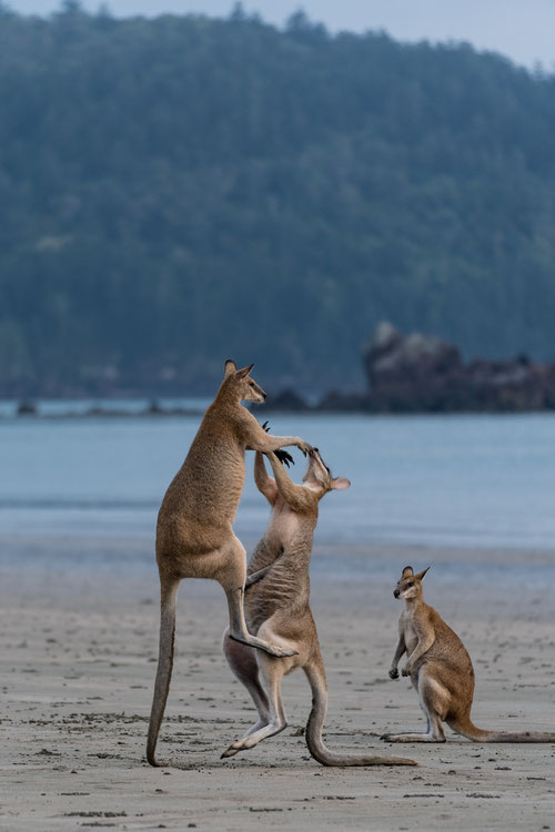 Young male wallabies testing their strength at Cape Hillsborough beach, Queensland, Australia