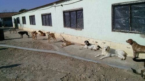 Einige Hunde aus Lleida genießen die ersten Sonnenstrahlen und warten sehnsüchtig auf ihre Menschen! Einfach draufklicken, dann sehen Sie unsere Auswahl!