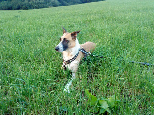 Laika in Deutschland...