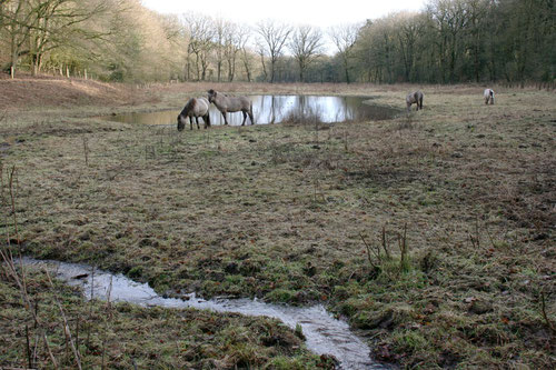 Naturentwicklungsprojekt Strothbäke in den Dammer Bergen. Wildpferde beweiden die Blumenwiesen. Naturschutzzentrum Dammer Berge und NABU unterstützen das Projekt aktiv. Im Tümpel leben seltene Kammolche und Bergmolche.