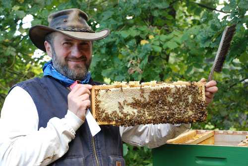 So sieht eine volle Wabe mit Heidehonig und ansitzenden Bienen aus.