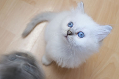 Blueblue als Kitten