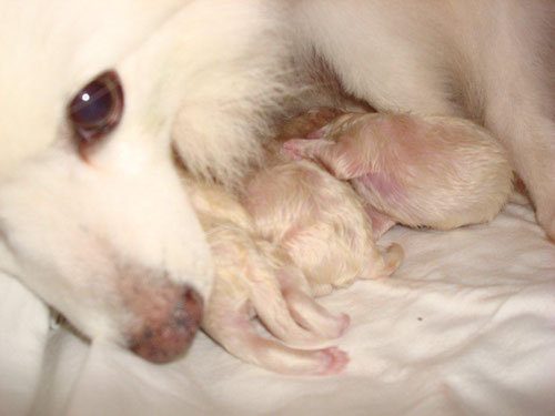 Blanca mit ihren D-Welpen kurz nach der Geburt
