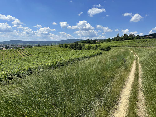 Traumhafte Wanderwege durch die Weinfelder.
