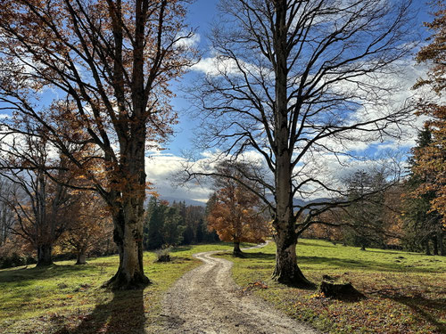 Goldener Herbst im Jura