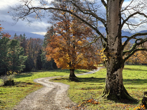 2015/10: Goldener Herbst im Jura (CH/BE)
