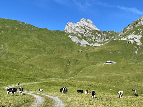 2020/07: Auf dem Weg zum Tierlaufhorn (CH/BE)