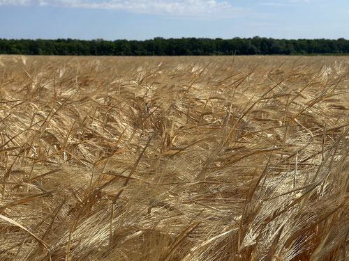 Das goldene Korn.