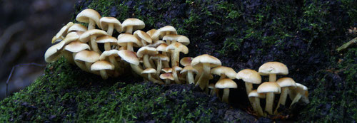 Pilze, sie freuten sich über das feuchte Wetter