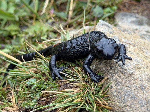 2026/07: Alpensalamander (CH/BE)