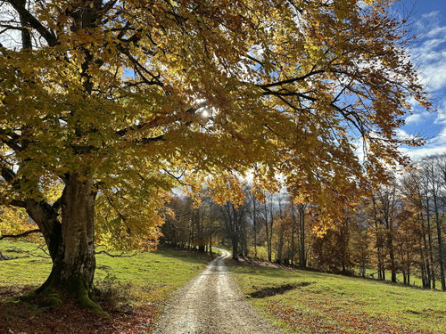 Ein zauberhaft goldener Späthersttag