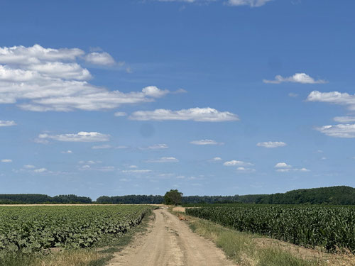 Immer wieder queren Rehe und Feldhasen meinen Weg.