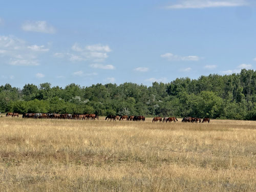 Ich erspähe die ersten Pferde in der Puszta.