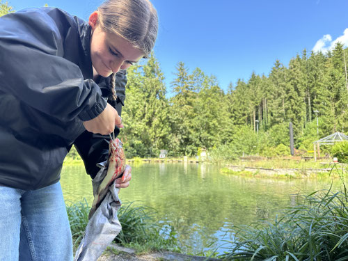 2025/07: Fischen in Rheinsulz (CH/AG/Laufenburg)