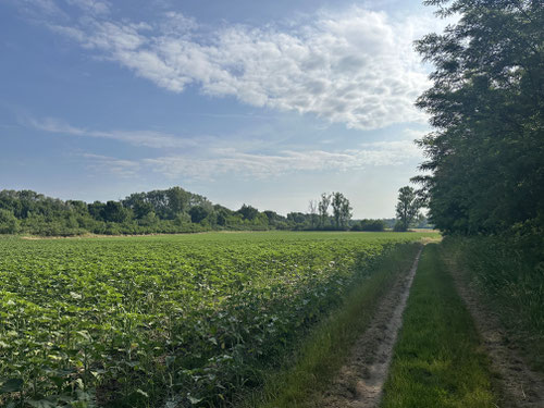 Zur Abwechslung mal "grüne" Felder (Sonnenblumen)
