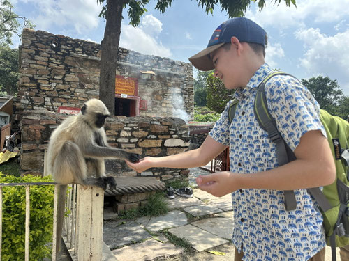 2025/09: Affen im Chittorgarh-Fort (Chittorgarh/Rajasthan/Indien)
